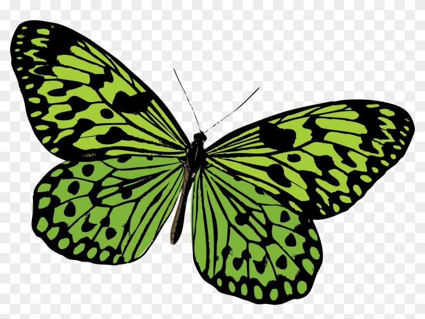 Monarch Butterfly Pieridae Moth - Verde Imagenes De Mariposas #661529