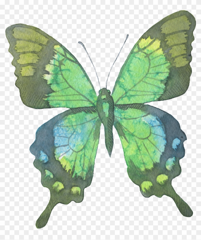 Green Butterfly Watercolor Transparent Decorative Pattern - Butterfly #661536