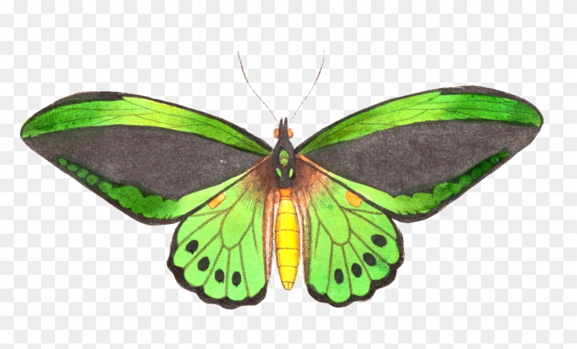 Image Butterfly 14, Buy Clip Art - Butterfly Isolated Free #661543
