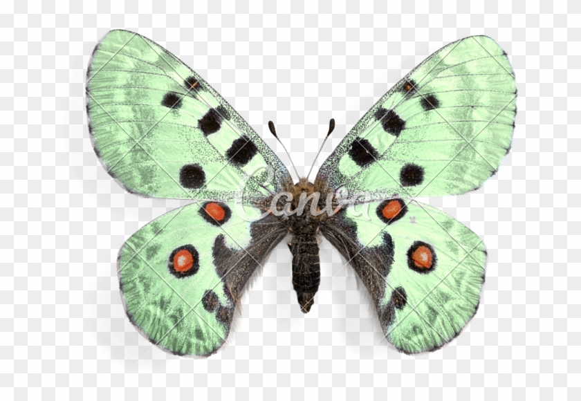 Green Butterfly - Parnassius Apollo #661626