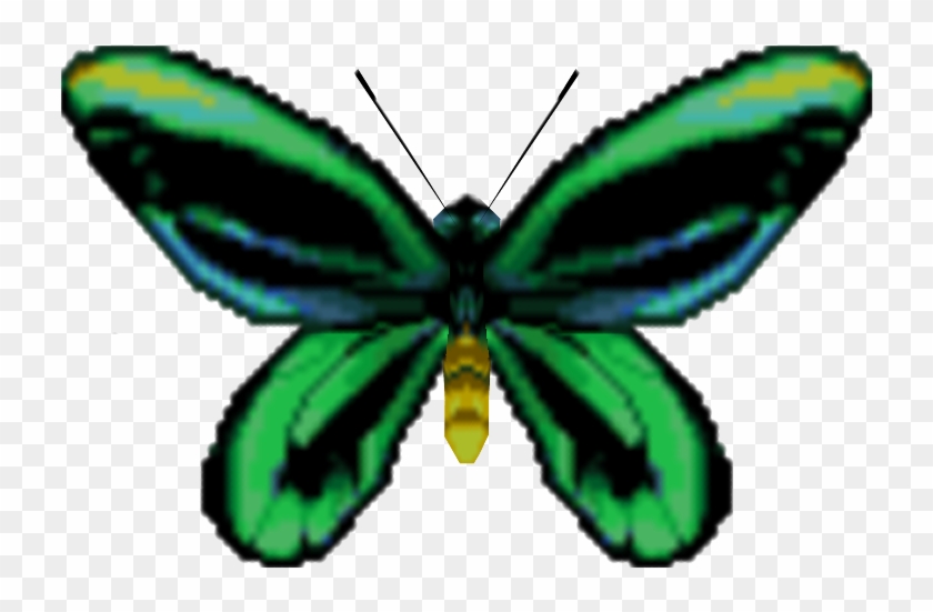 Download Zip Archive - Ornithoptera Priamus #661631