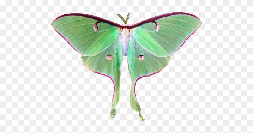 Transparent Moth #661680