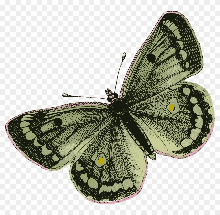 Medium Image - Green Butterfly Png #661688