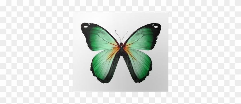Butterflies Red And Purple #661692