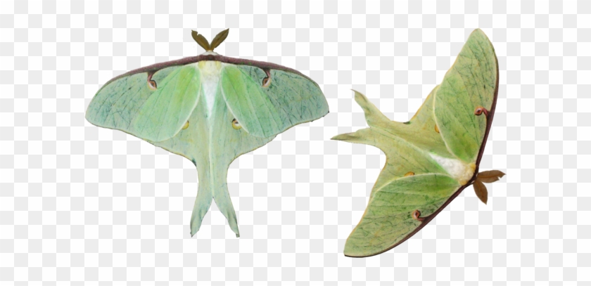 Moth Png Hd - Luna Moth On White Background #661694