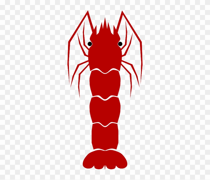 Red Shrimp, Animal, Aqua, Red - Shrimp #661717