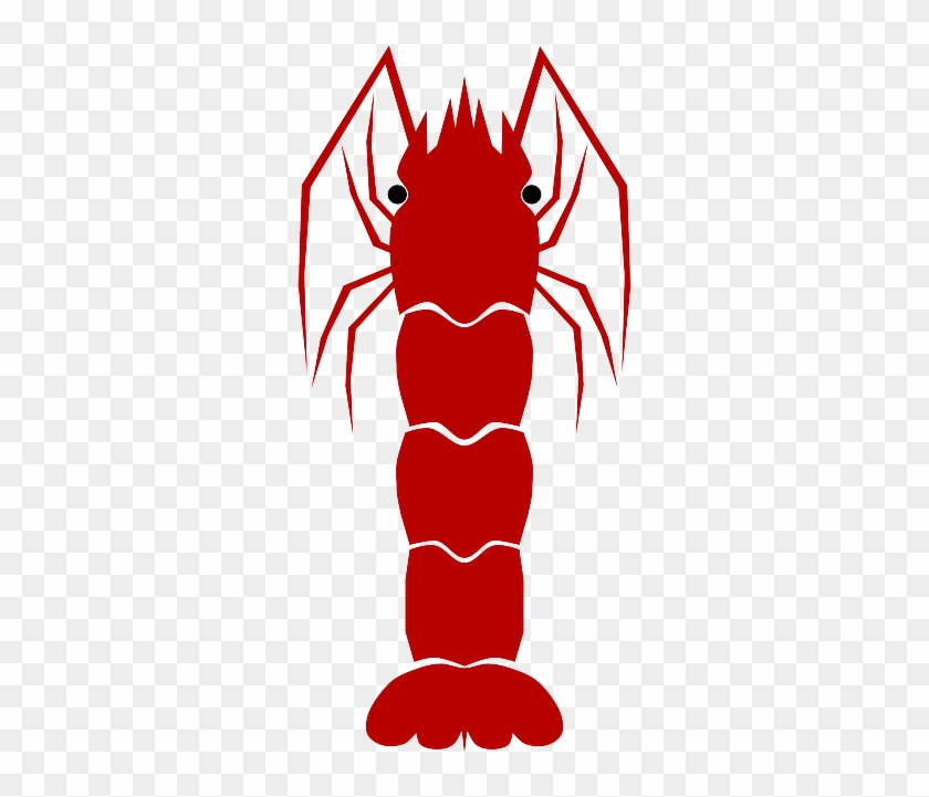 Red Shrimp, Animal, Aqua, Red - Shrimp #661717