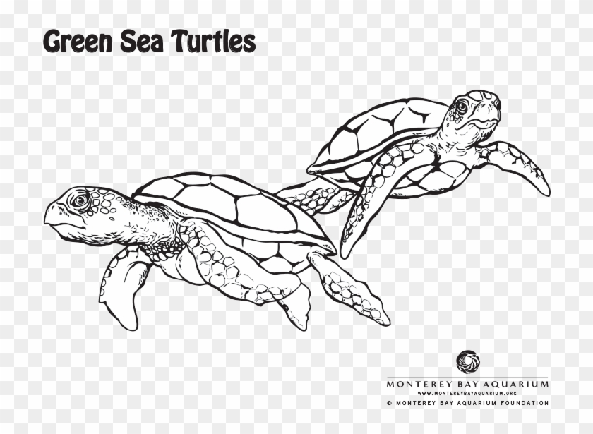 Green Sea Turtle Coloring Page - Green Sea Turtle Coloring Pages #661900