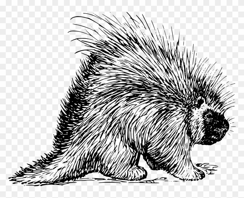 Sing Porcupine Coloring Pages - Two Porcupines Making Love #661937