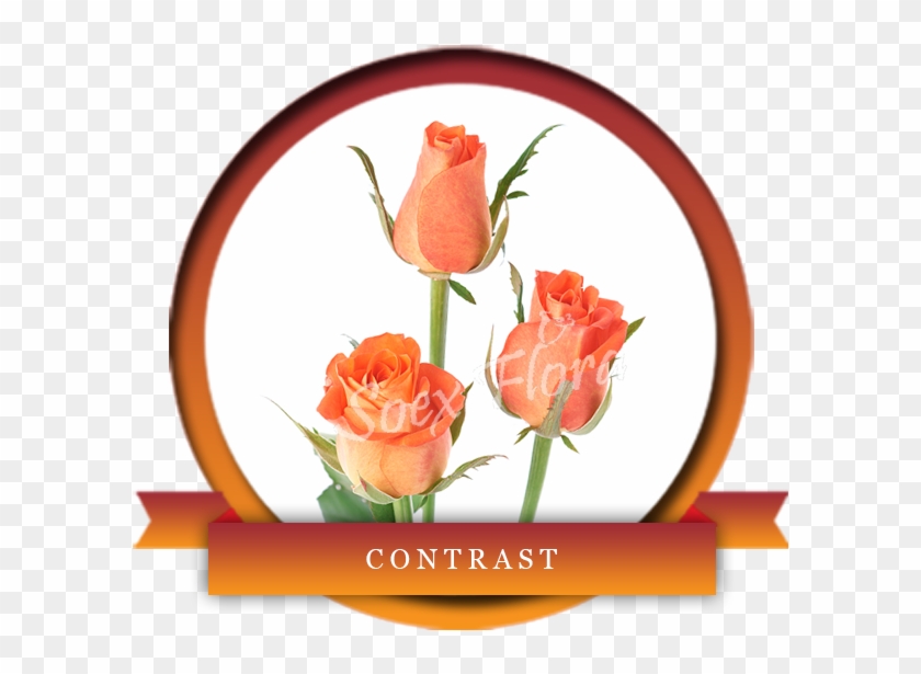 Contrast Is An Elegant Blend Of Orange Colored Bottom - Garden Roses #662918
