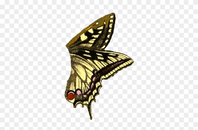 Butterfly - Fairy Butterfly Wings Png #662934