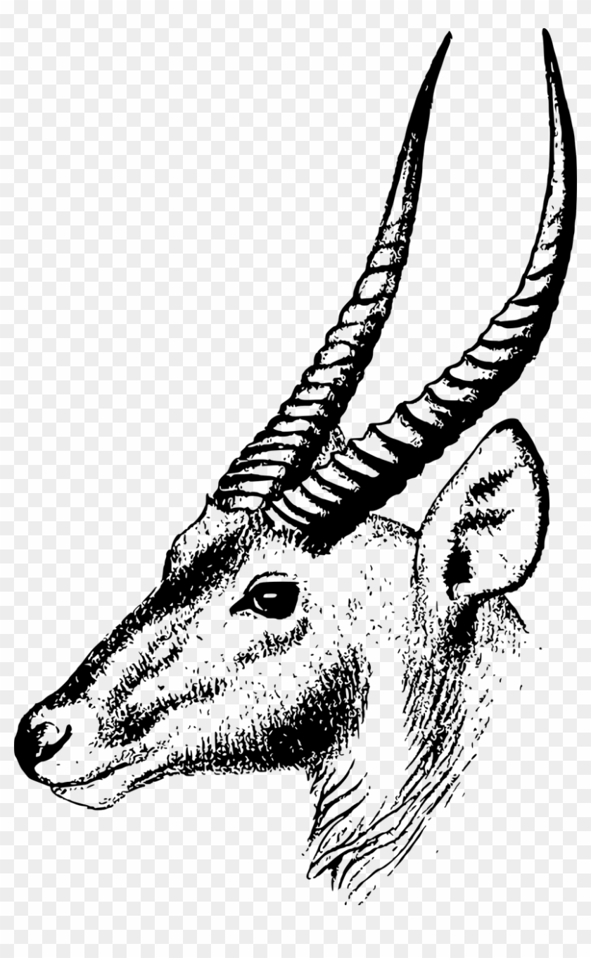 Gazelle Antelope Springbok Clip Art - Gazelle Antelope Springbok Clip Art #663945