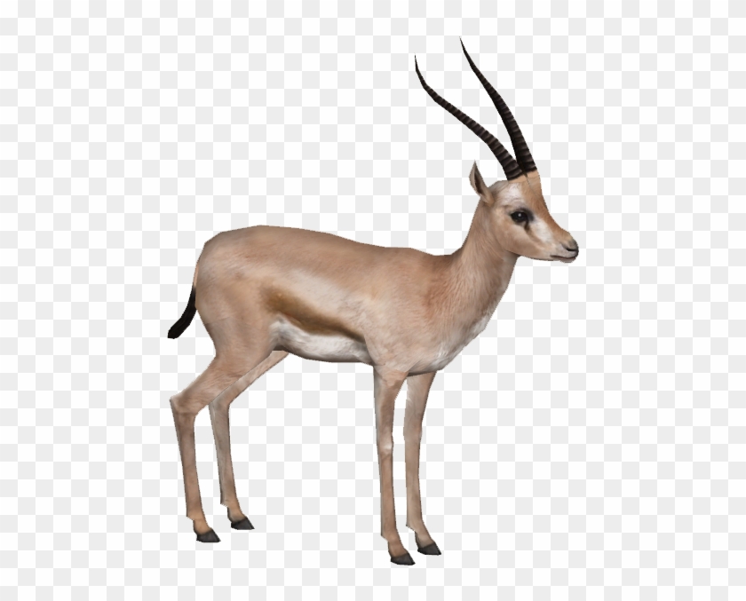 Gazelle Png Hd - Gazelle Png #663949
