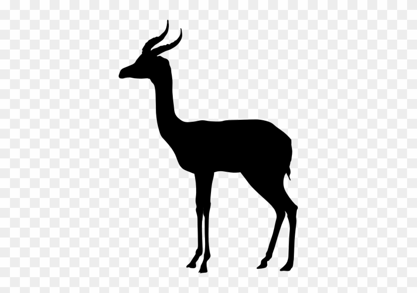 The Gerenuk, Litocranius Walleri - Gerenuk #664000