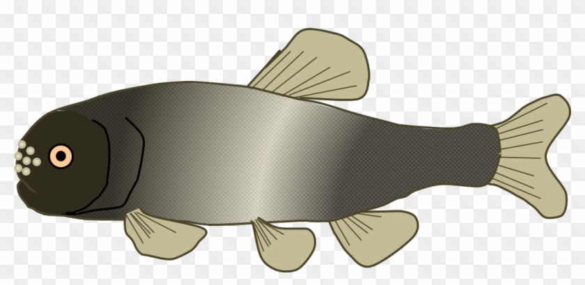 Fathead Minnow - Cartoon Fathead Minnow #664077