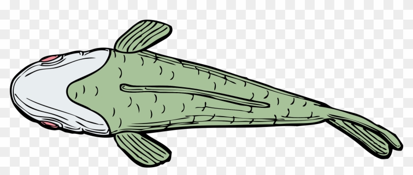 Cartoon Catfish Pictures 8, Buy Clip Art - Top Of A Fish #664097