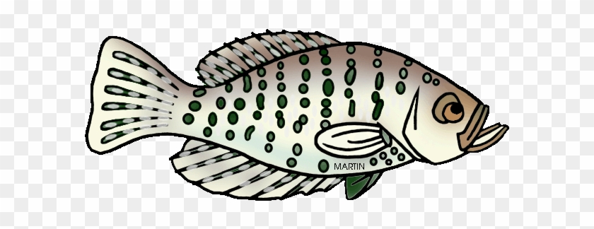 White Perch Clipart - Ray-finned Fish #664131
