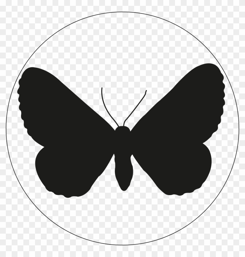 Gagitodes Sagittata - Butterfly #664224