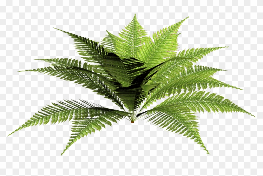 Forest Plants Png - Blechnum Discolor #664453