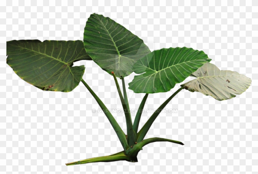 Colocasia Gigantea Rain Forest Plant Png By Gareng92 - Rainforest Plant Png #664469