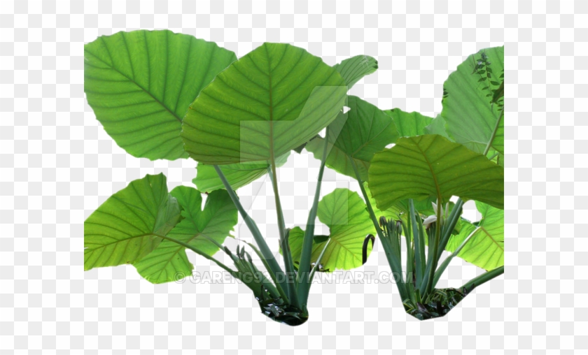 Colocasia Gigantea Rain Forest Plant Png 3 By Gareng92 - Forest Plant Png #664517