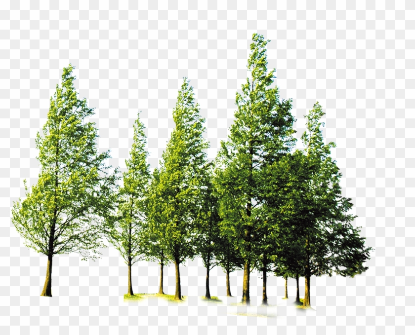 Tree Forest Computer File - Trees At Forest Png #664529
