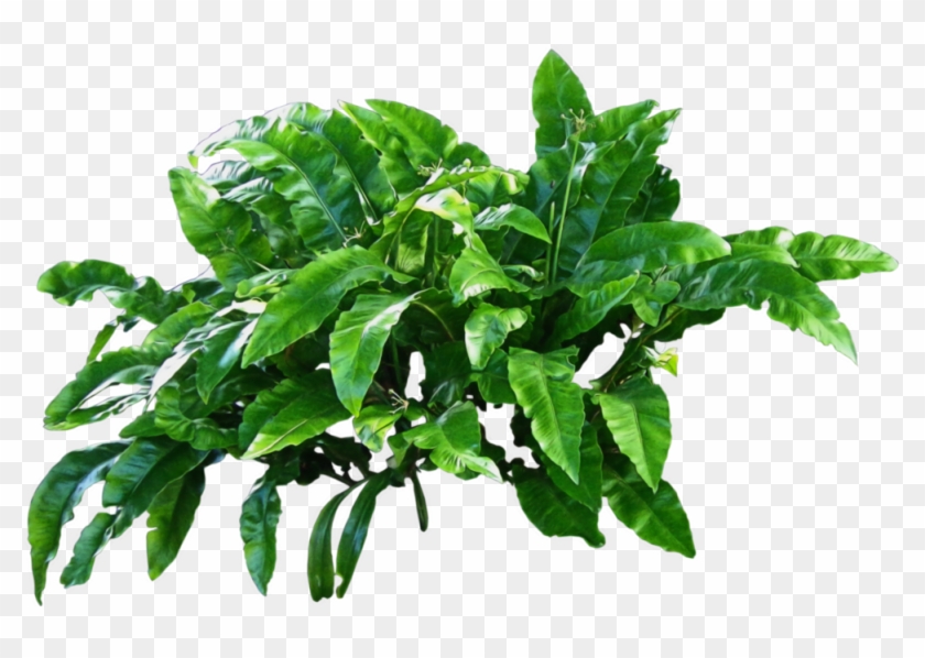 Forest Plants Png - Plant Png #664543