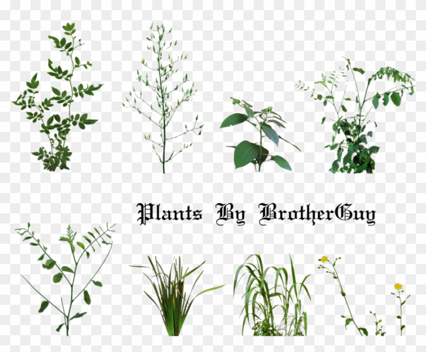 Some Png Plants By Brotherguy - Daily Planet Press Pass #664645