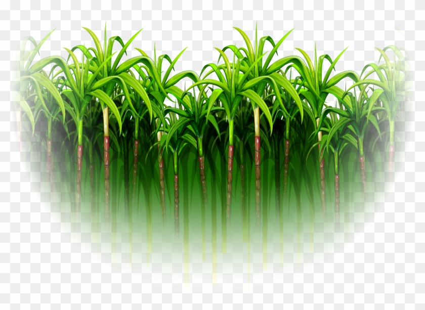 Green Simple Sugarcane Forest - Sugar Cane Images Png #664678