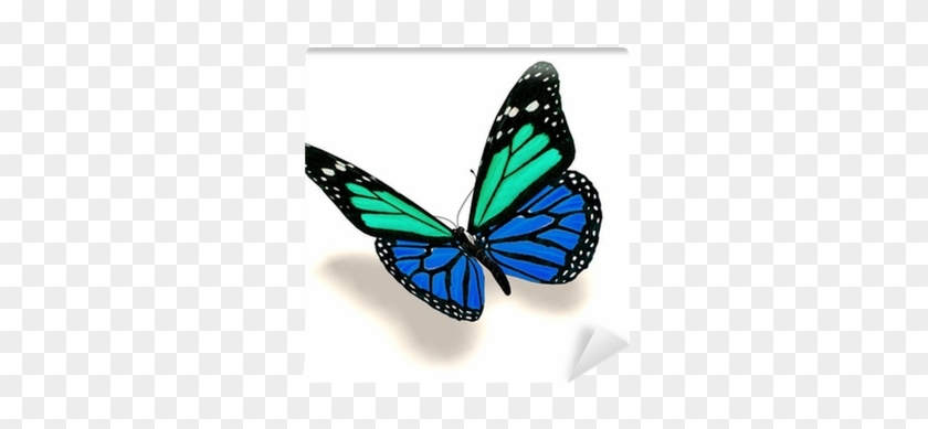 Blue And Black Butterfly #665060
