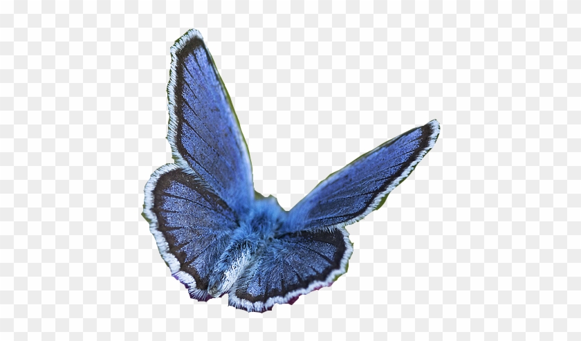 Butterfly #665092