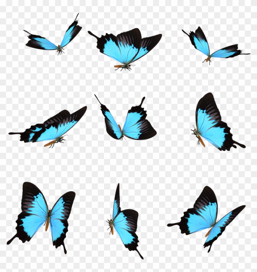 Mariposas Png #665099