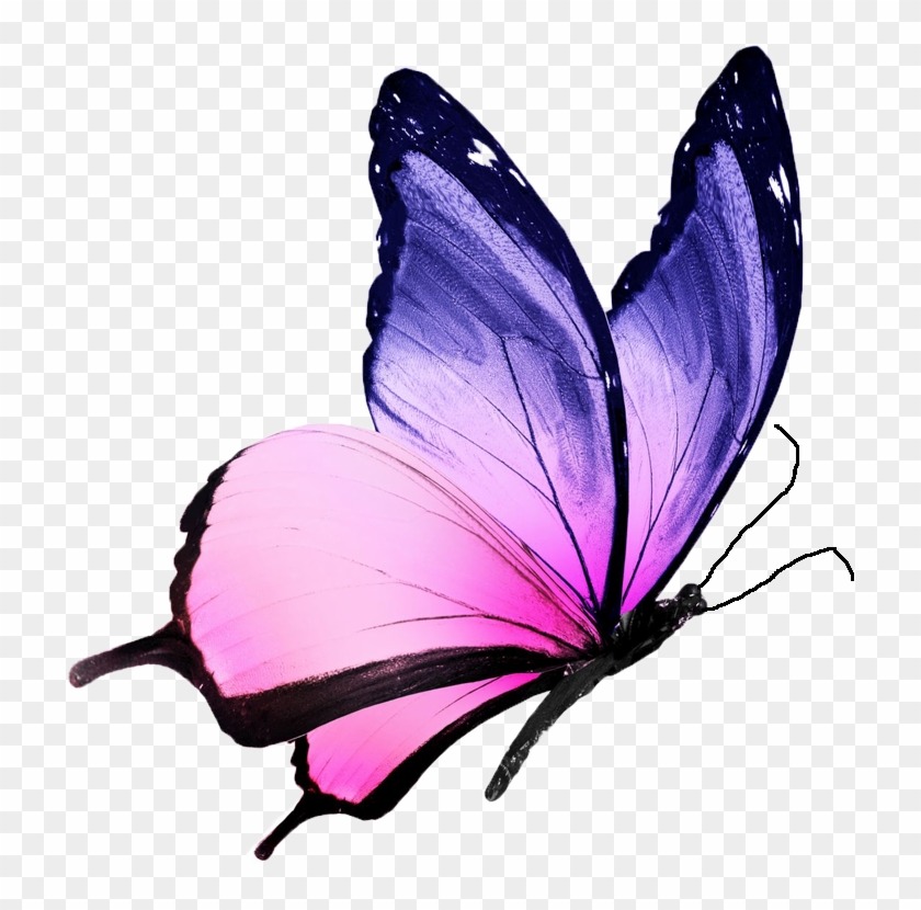 A Path From Grief To Peace - Pink And Purple Butterfly #665118