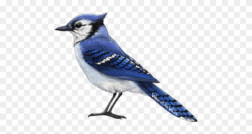 Blue Jay - Blue Jays Birds Drawing #665124