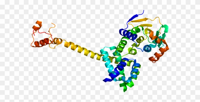 Lrg Research Team Identifies Critical Role Of Cdc37 - Lrg Research Team Identifies Critical Role Of Cdc37 #665534