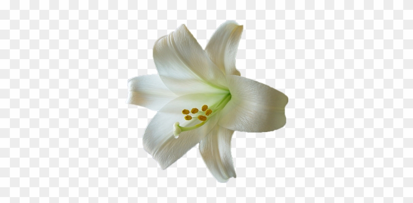 Lilly Pad Clip Art Download - Easter Lily Transparent #665686