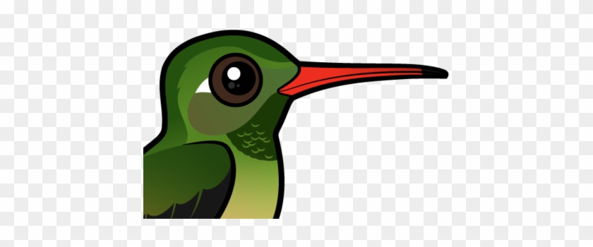 About The Buff-bellied Hummingbird - Hummingbird #665727