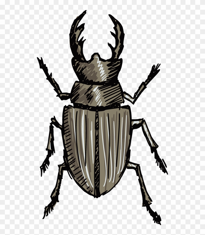 Stag Beetle Drawing Clip Art - Stag Beetle Drawing Clip Art #666316