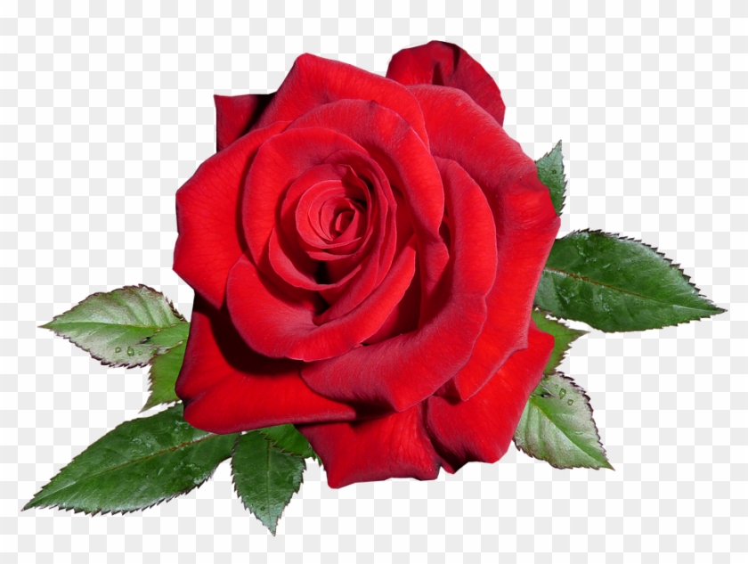 Rose, Red, Romance, Valentine - Rosas Rojas Png #666045