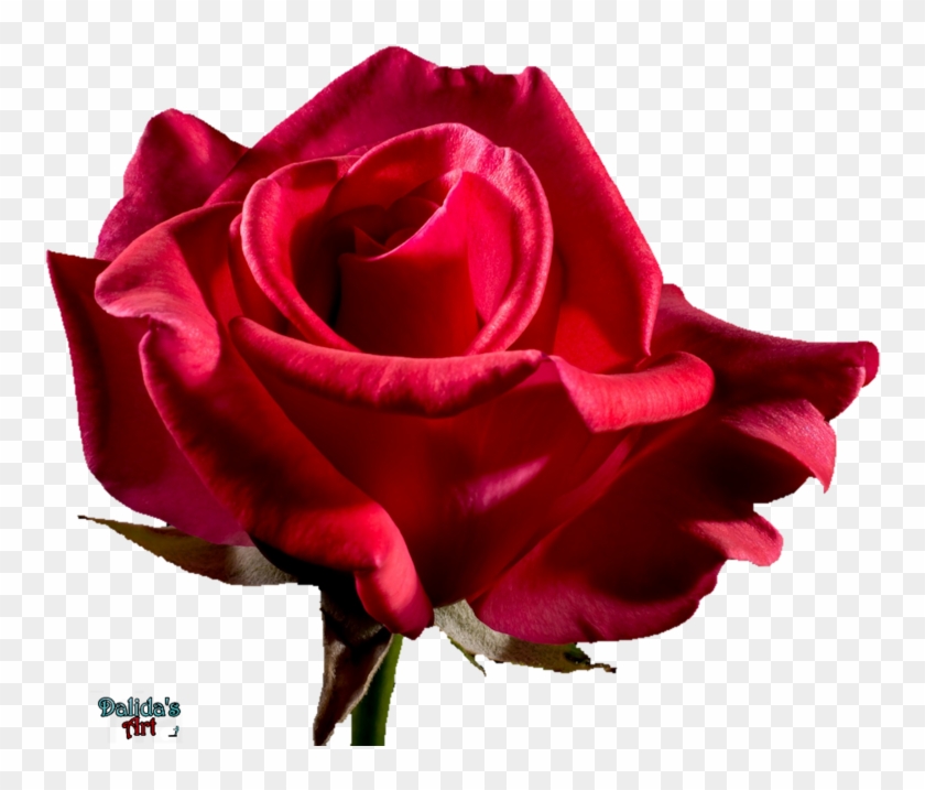 Red Rose Flower Free Png Transparent Images Free - Rose #666047
