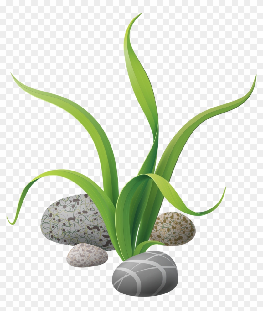 Album Hd Seaweed With Transparent Background Full Size PNG Clipart