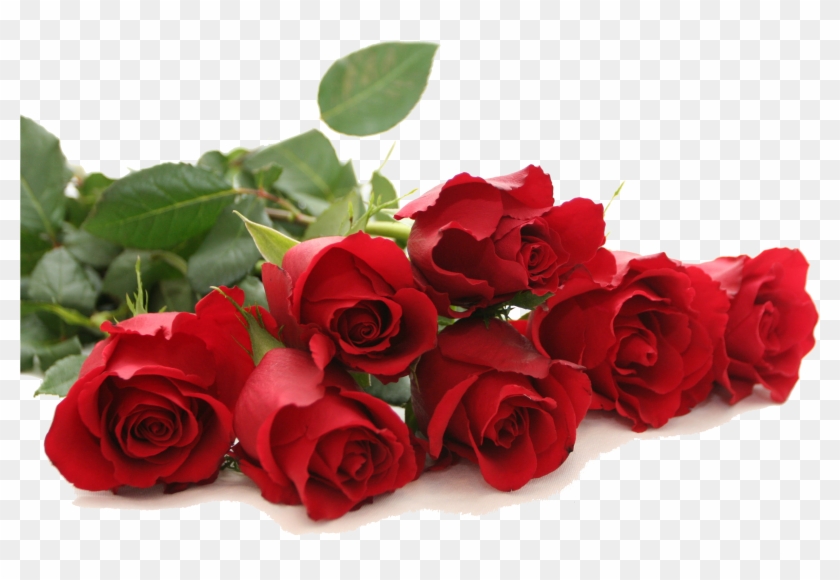 Image - Red Roses Good Morning #666092
