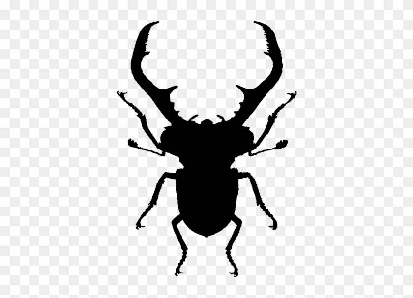 Click And Drag To Re-position The Image, If Desired - Beetle #666480