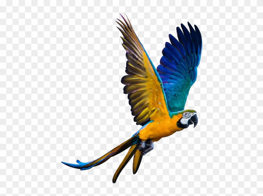 We Specialize In Breeding Macaws And Parrots - Parrot #667017