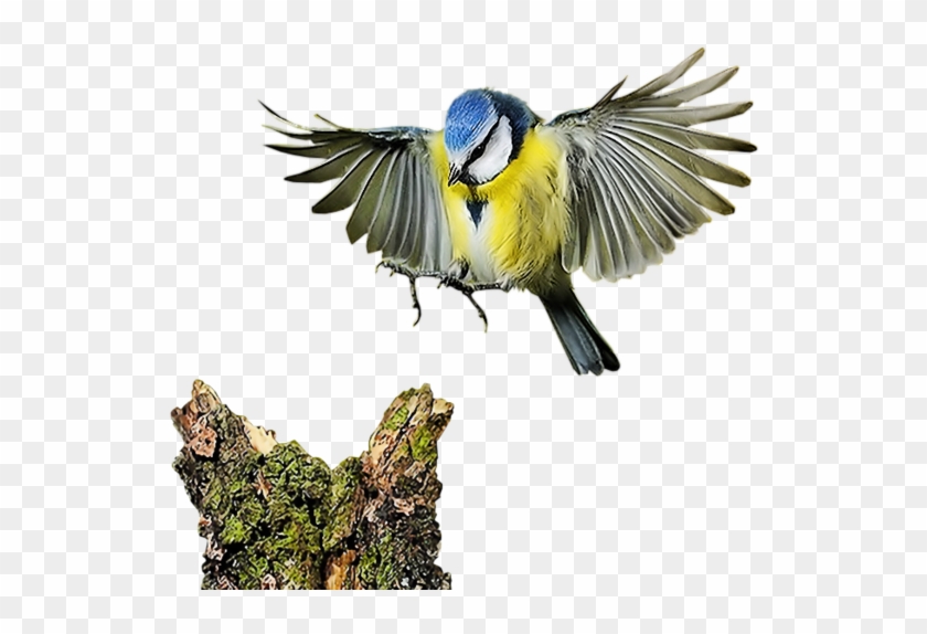 Bird Computer Software Clip Art - Clip Art #667043