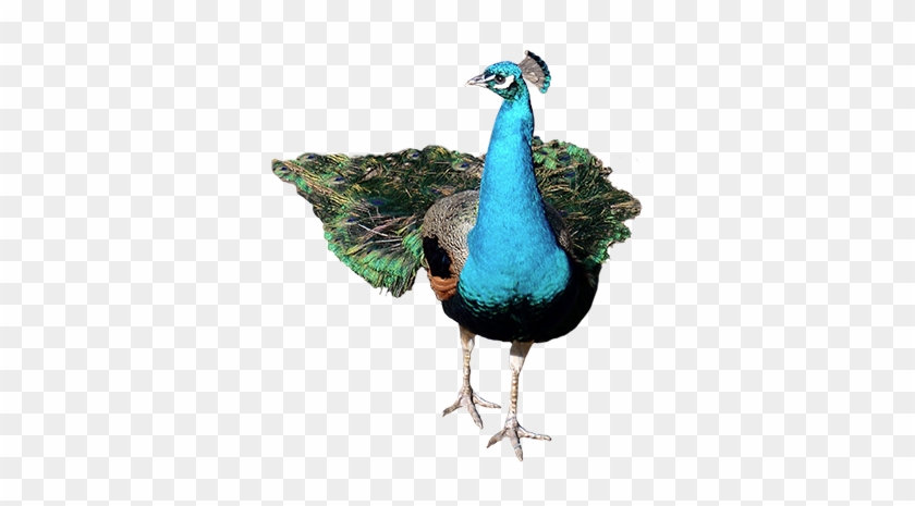 Animal Graphics Peacock - Png Peacock Hd #667047