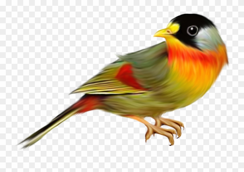 Canary Bird #667049