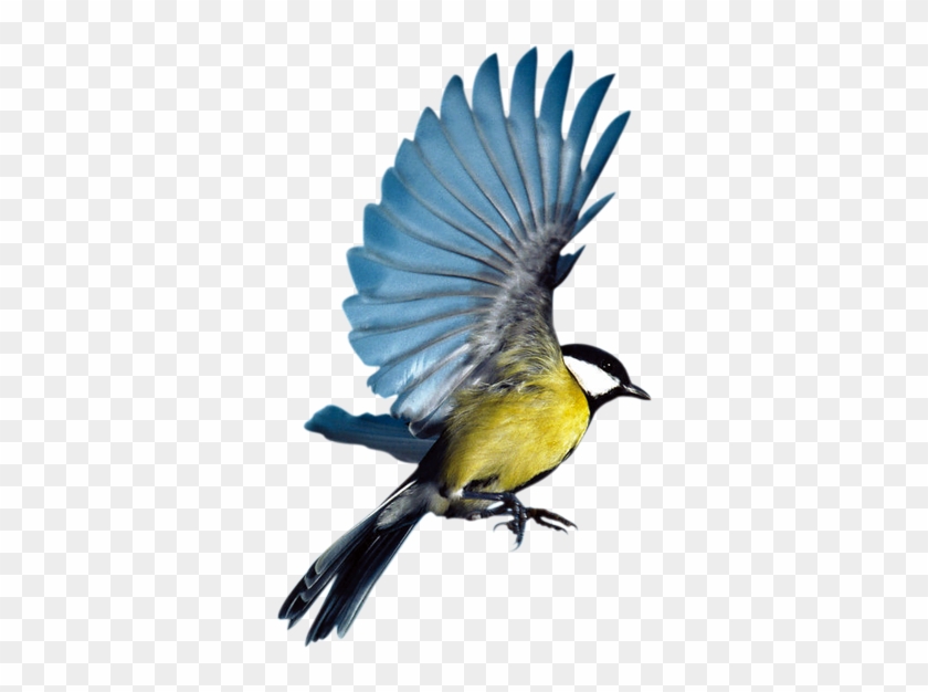 Bird Eurasian Magpie Flight Parrot - Flying Songbirds Png #667073