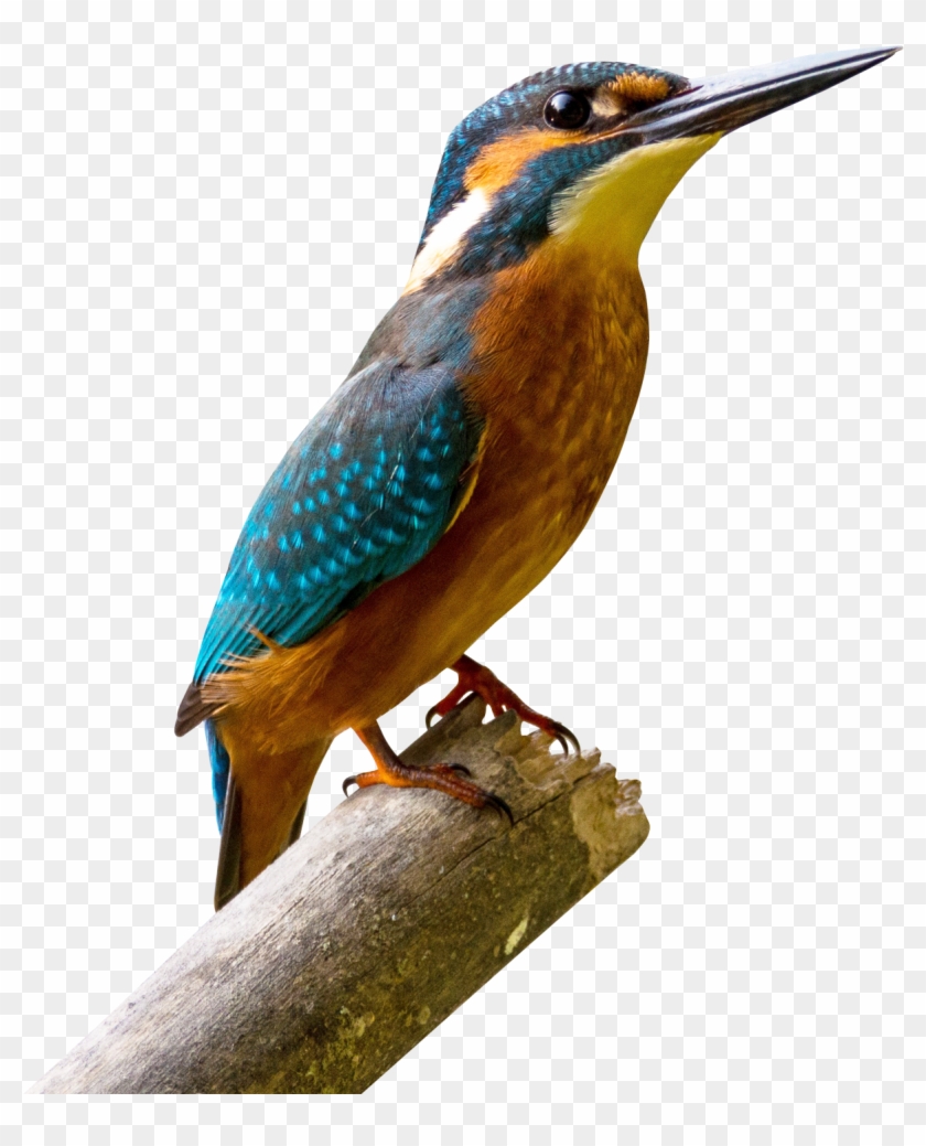 Kingfisher Bird Png Transparent Image - Aves De La Sabana De Bogota #667088