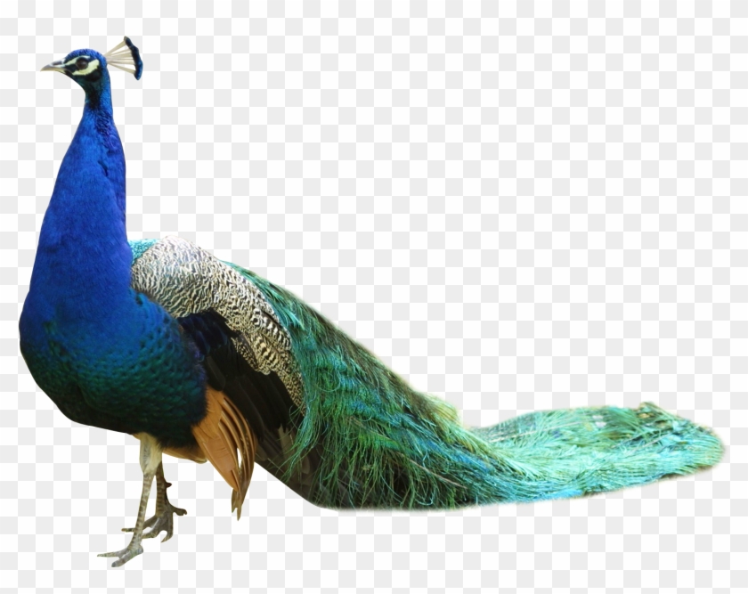 Peacock - Peacock Png #667097